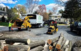 Best Lawn Disease Treatment  in Jackson, TN