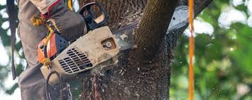 Best Hazardous Tree Removal  in Jackson, TN
