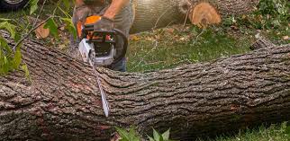 Best Utility Line Clearance  in Jackson, TN