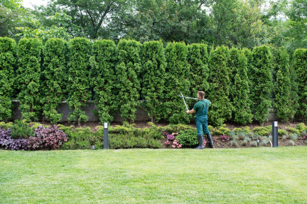 Best Stump Grinding and Removal  in Jackson, TN