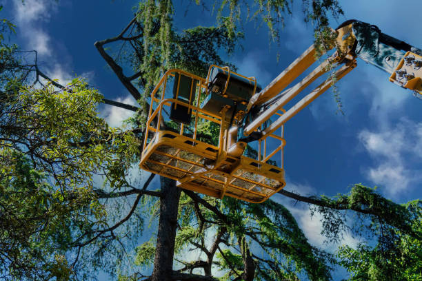 Best Tree Preservation Services  in Jackson, TN