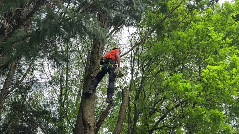 Best Seasonal Cleanup (Spring/Fall)  in Jackson, TN