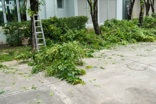 Best Aeration Services  in Jackson, TN