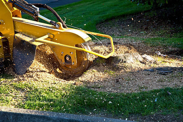Best Sod Installation  in Jackson, TN