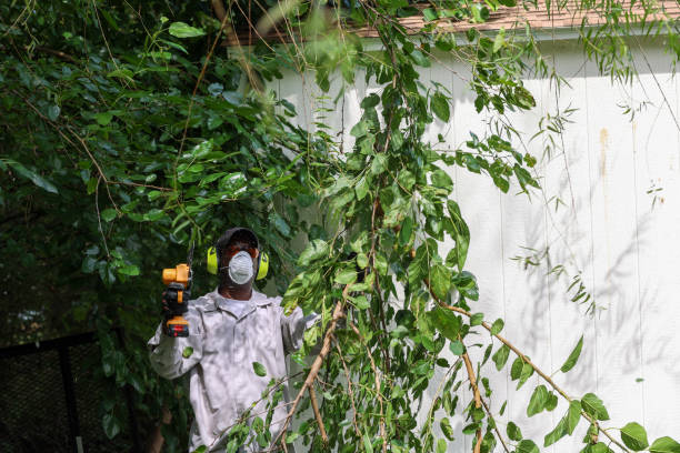Best Tree and Shrub Care  in Jackson, TN