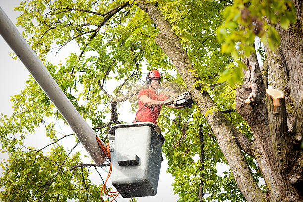 How Our Tree Care Process Works  in  Jackson, TN