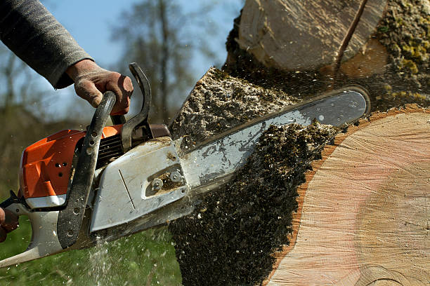 Best Tree Maintenance Programs  in Jackson, TN